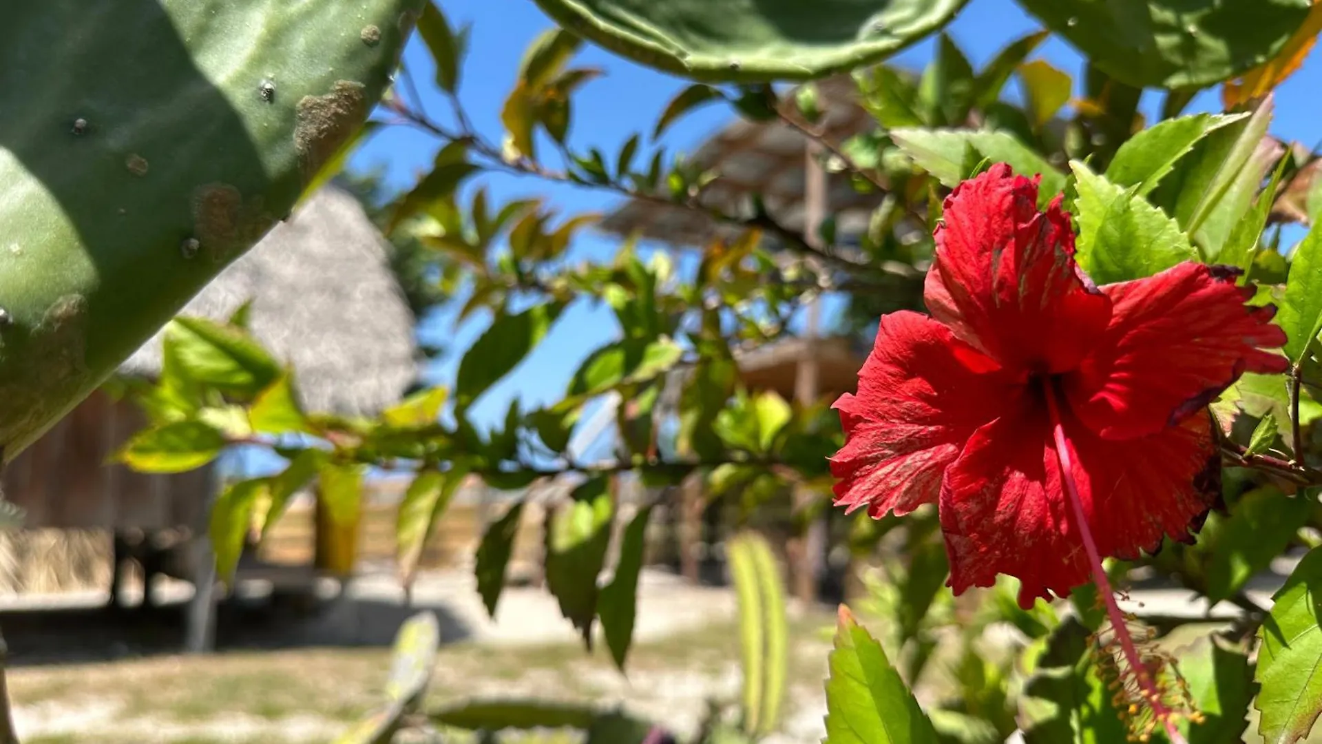 Buen Hombre Kite School With Accommodations La Costa de Buen Hombre Dominican Republic